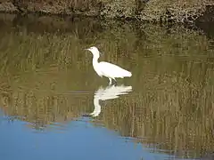 Aigrette garzette dans un marais salant de La Turballe.