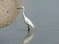 Aigrette garzette