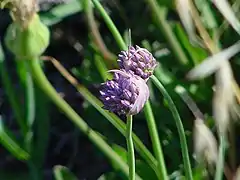 Ail à fleurs aiguësAllium acutiflorum