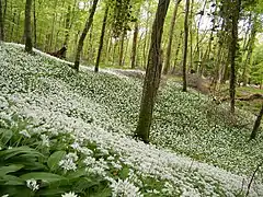 Ail des ours, en Forêt de Crécy.