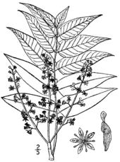 Gravure ancienne en noir et blanc de feuilles, fleurs et samares.