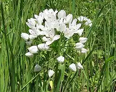 Allium neapolitanum