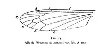 Aile de Dicranomyia antennifera éch. A1001 Nicolas Théobald 1937 p.344.