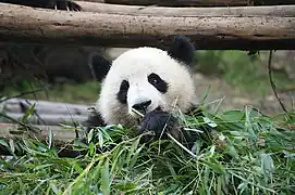 Le panda géant est inféodé à certaines espèces de bambous.