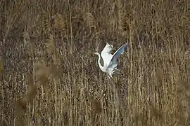 Héron, dans les Vasche di Maccarese.