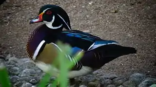 Mâle adulte - Ménagerie du jardin des plantes de Paris (France).