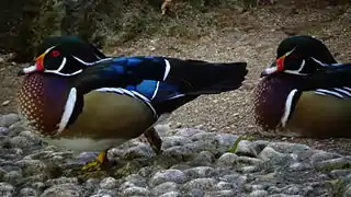 2 mâles adultes - Ménagerie du jardin des plantes de Paris (France).