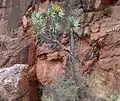 Un arbre dragonnier Ajgal sur les falaises du djebel Adad Medni.