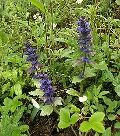 Ajuga genevensis