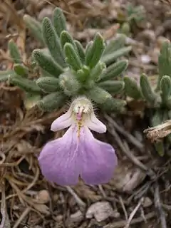 Description de l'image Ajuga iva Dingli Cliffs Malta 01 06 2010 01.jpg.