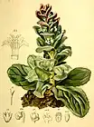 Illustration de la bugle pyramidale dans l'Atlas de la flore alpine.