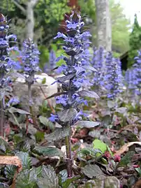 Ajuga reptans