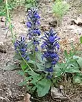 Ajuga reptans