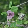 Une fleur femelle et cinq fleurs mâles (mont Ibuki)