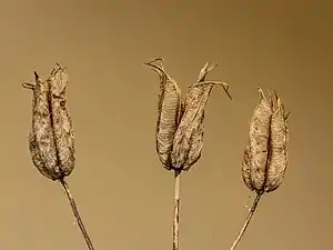 Fruits ouverts d'ancolie. Leur longueur est d'environ 1 cm.