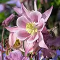 Aquilegia vulgarisforme rose