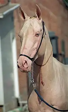 Gros plan sur la tête d'un cheval aux yeux bleus dont les poils paraissent presque roses.