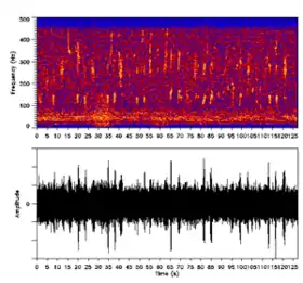 Image illustrative de l’article Chant des baleines