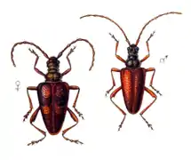 Dessin d'un couple d'insectes coléoptères, montrant le dimorphisme sexuel