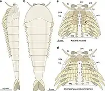 Les membres multisegmentés des fuxianhuides (en) pourraient représenter une forme intermédiaire entre les lobopodes et les appendices des arthropodes modernes.