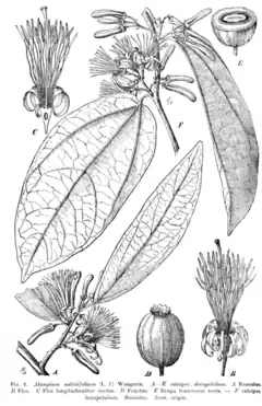 Description de l'image Alangium salviifolium Engler.png.