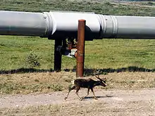 Photo d'un caribou devant une section de l'oléoduc.
