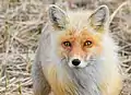 Un renard roux (pupille verticale)