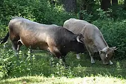 Image illustrative de l’article Albère (race bovine)