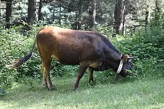 Vache au Col de l'Ouillat.