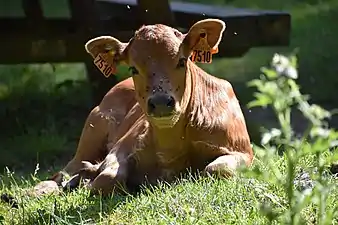 Veau au Col de l'Ouillat.