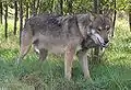 Loup gris commun. (Canis lupus lupus).le plus courant en Eurasie.