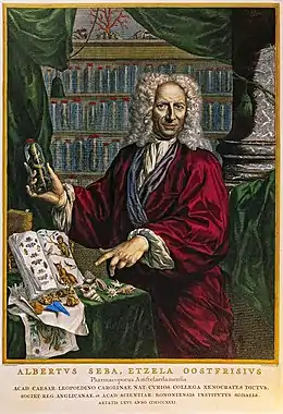 Portrait d'Albertus Seba (1665-1736)