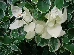 Vinca major à feuillage blanc