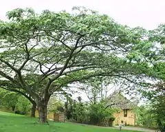 Description de l'image Albizia adiantifolia 12102003 Afrique du sud.JPG.