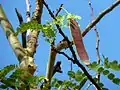 Albizia tanganyicensis.