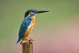 Martin-pêcheur d'Europe, parc national de Khao Yai, Thaïlande.