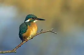 Vue d'un oiseau et de son plumage jaune et bleu