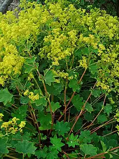 Description de l'image Alchemilla xanthochlora 001.JPG.