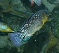 mâle à l'aquarium de Berlin