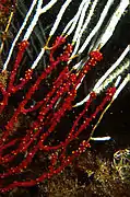 Colonie parasitée par Alcyonium coralloides (rouge)