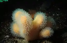 Une espèce de corail mou.