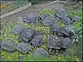 Tortue géante des Seychelles, torti d'ter, au jardin botanique de Mahé.