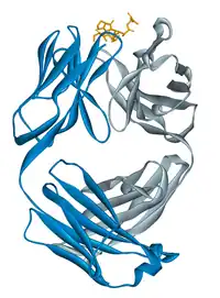 Image illustrative de l’article Alemtuzumab