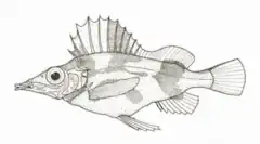 Description de l'image Alertichthys_blacki_(Alert_Pigfish).png.