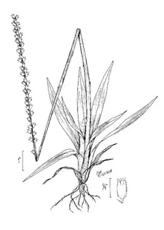 Description de l'image Aletris aurea drawing.png.