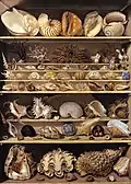 Choix de coquillages, 125x90cmMusée du Louvre
