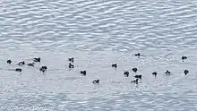 Canards sur un lac.