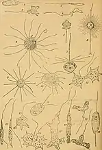 Fig. 6-7. Pteridomonas pulex ; fig. 8 Actinomonas mirabilis.