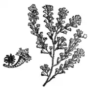 Turbinaria gracilis