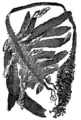 Ulopteryx pinnatifida (Phaeophyceae, Laminariales)